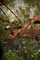 Microsorum novae-zealandiae: creeping rhizome with crowded, squarrose, orange-brown scales.
 Image: L.R. Perrie © Leon Perrie 2011 CC-BY-NC 3.0 NZ